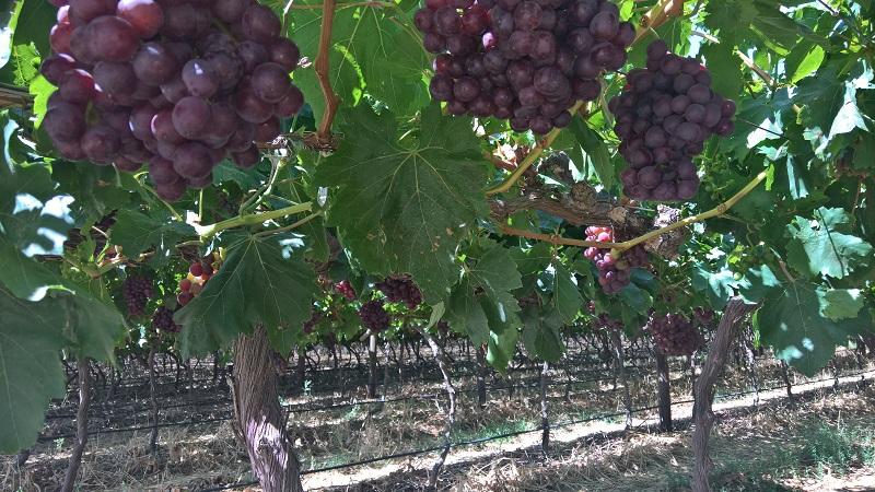 Good South African Table Grape Crop Realised Despite Ongoing Drought ...